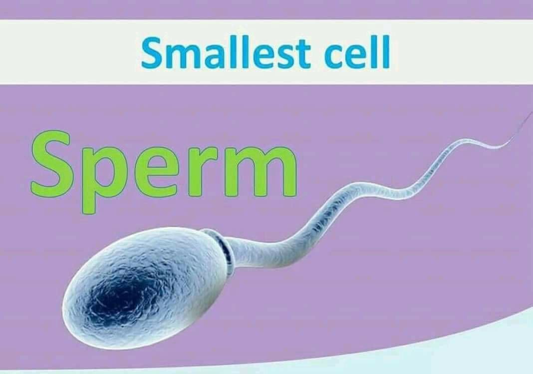 Smallest cell sperm