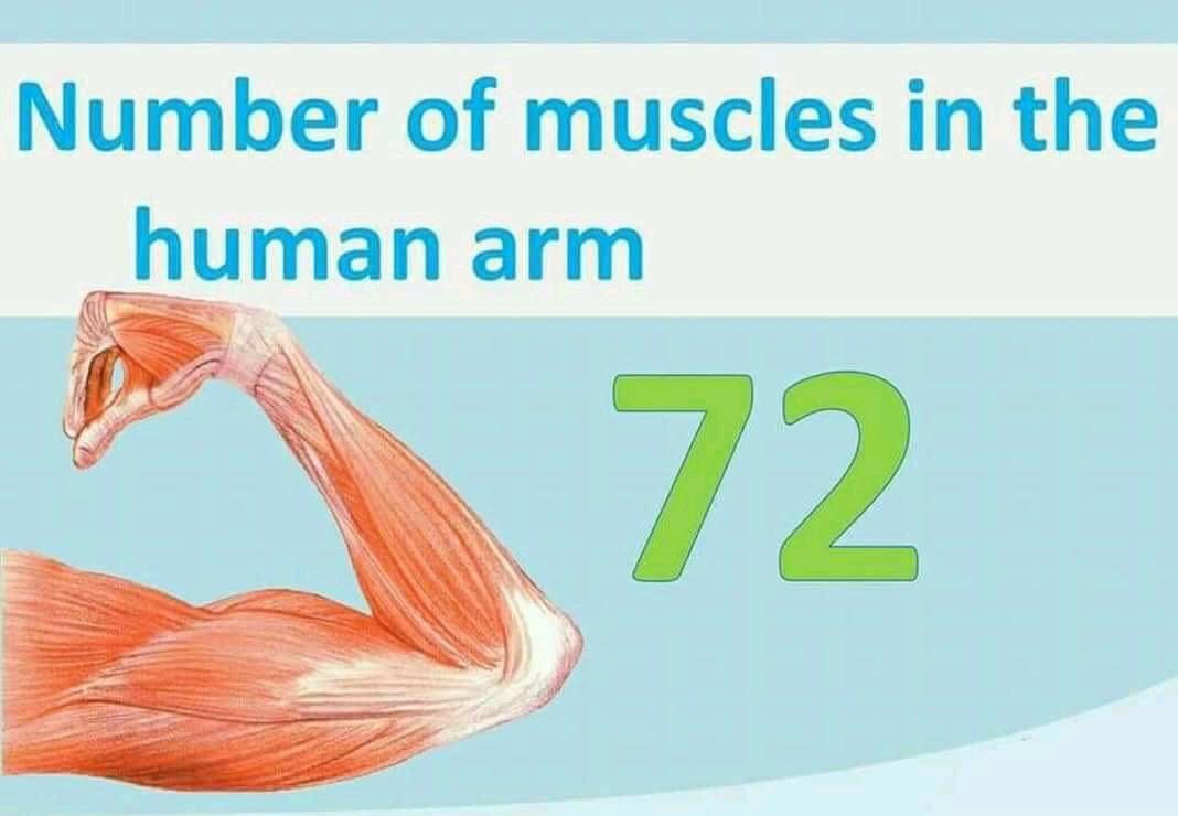 No of muscle in human arm 72