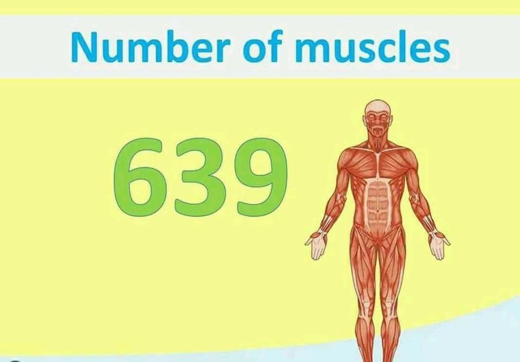 Total no of muscle in human body 639