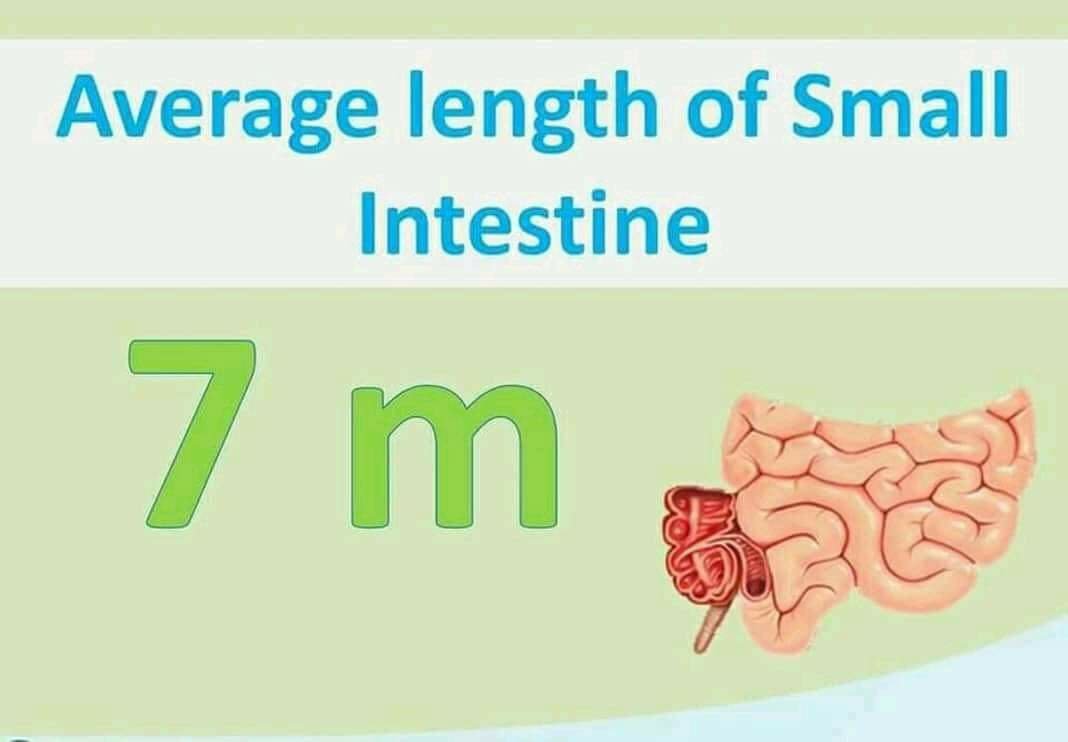 Average length of small intestine 7 meter