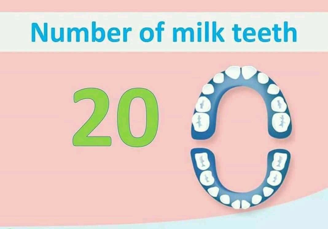 Average no of milk teeth 20
