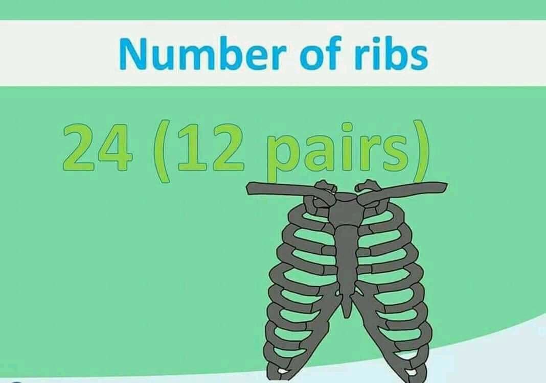No of rib bone 12 pair