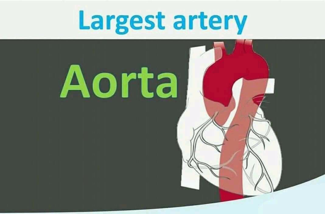 Largest artery is Aorta