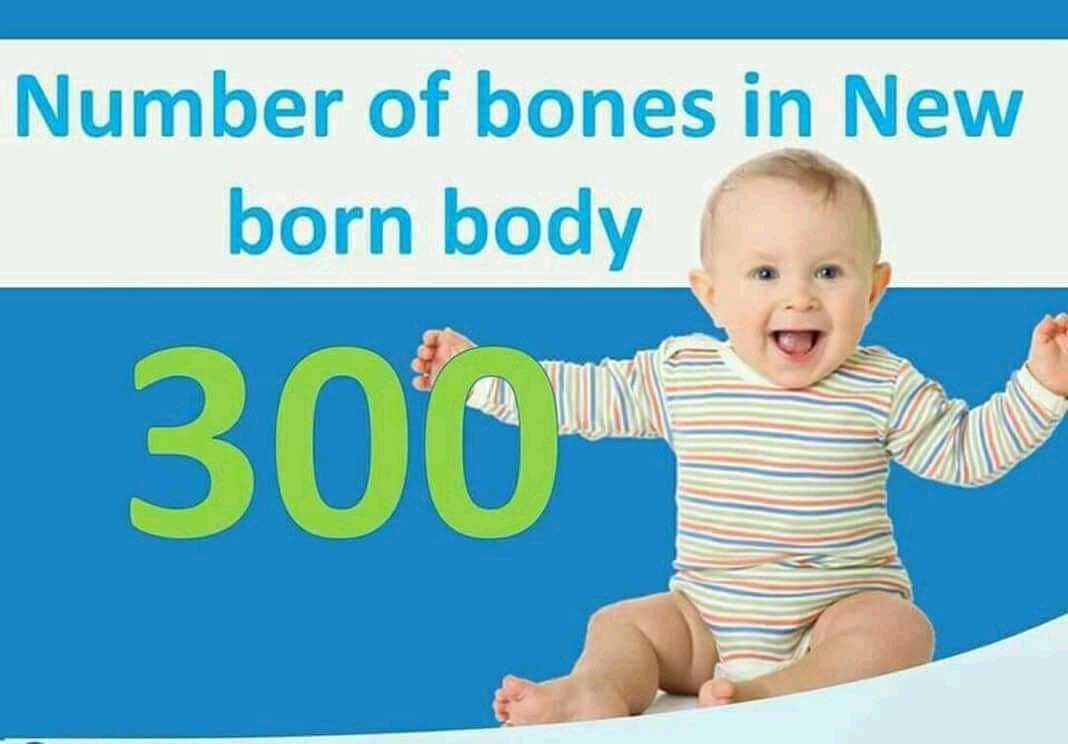 Total no bones in new born 300