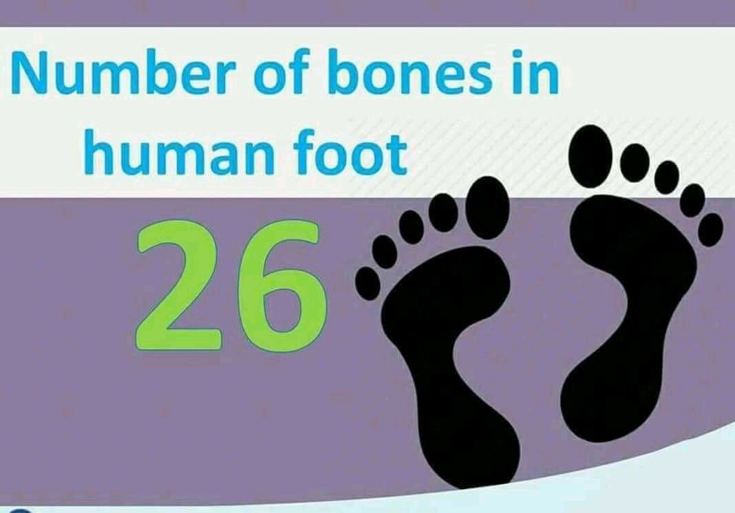 Total bones in human for 26