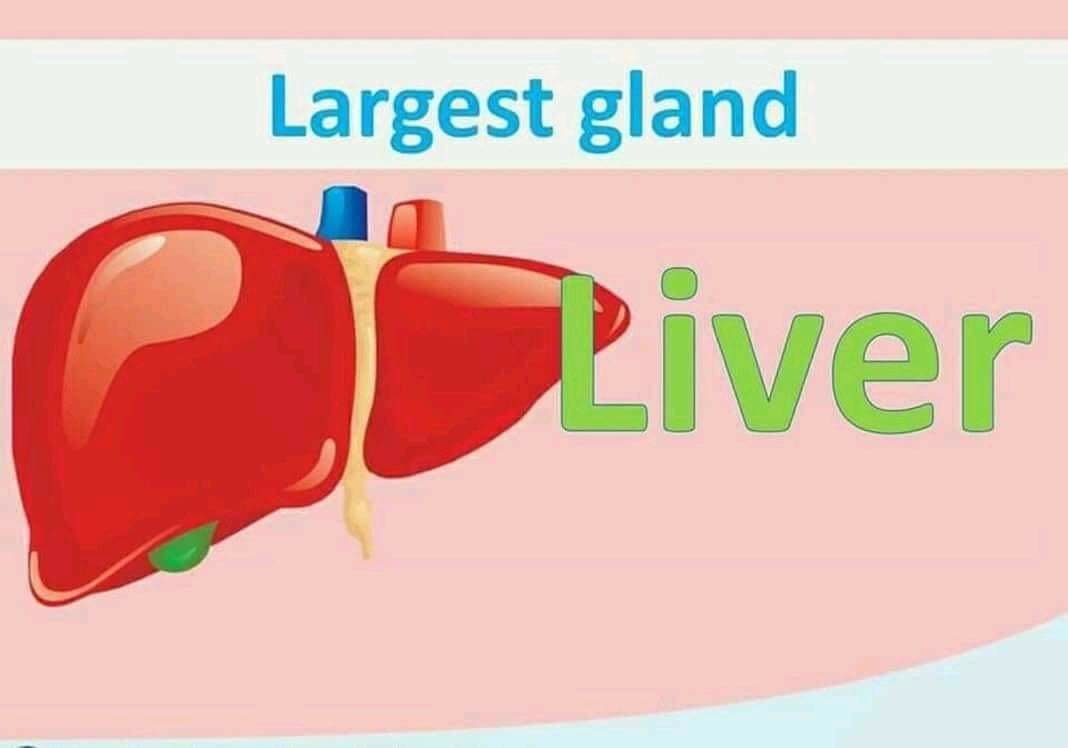 Largest gland in human body is liver
