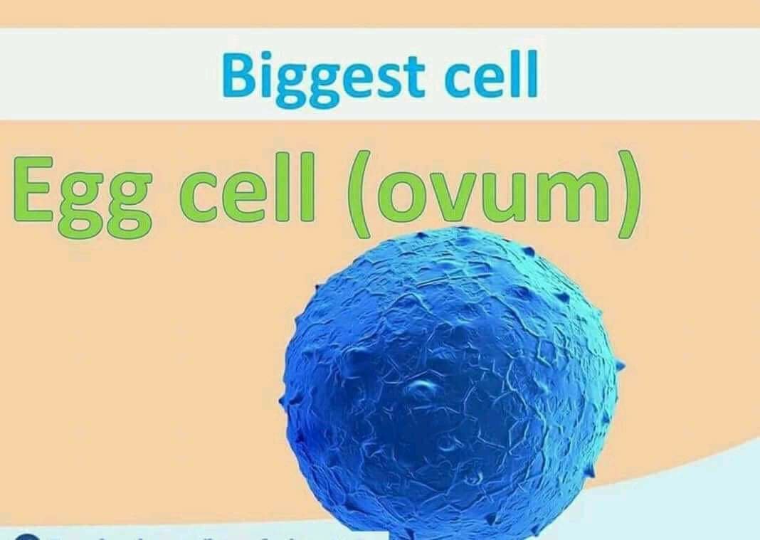 Biggest cell is egg (ovum)