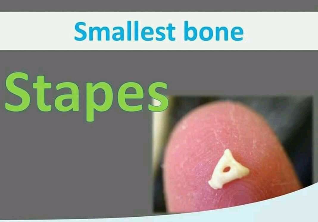 Smallest bone is stapes