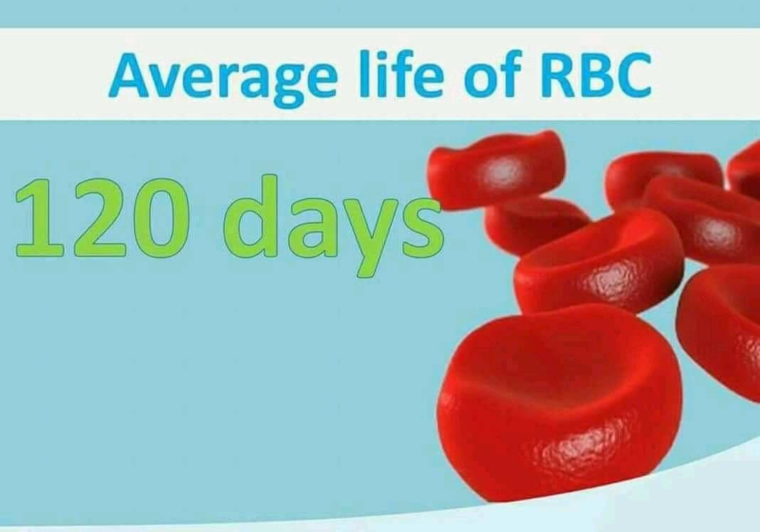Average life cycle of RBC 120 days